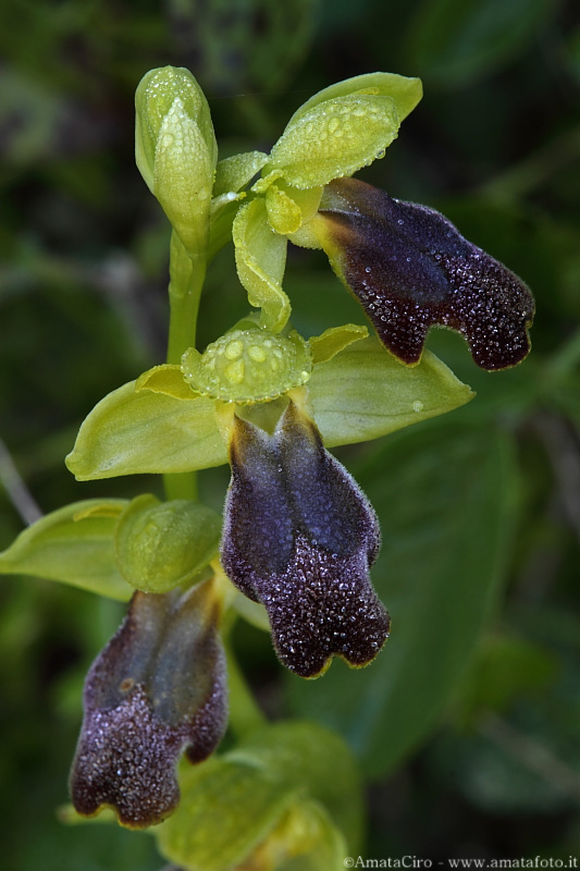 Ophrys lucifera?