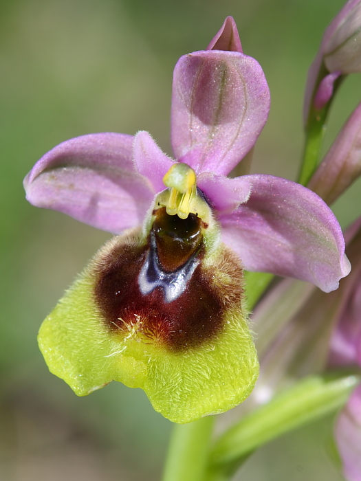 Ophrys tenthredinifera