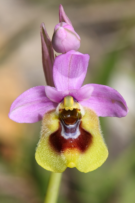 Ophrys tenthredinifera