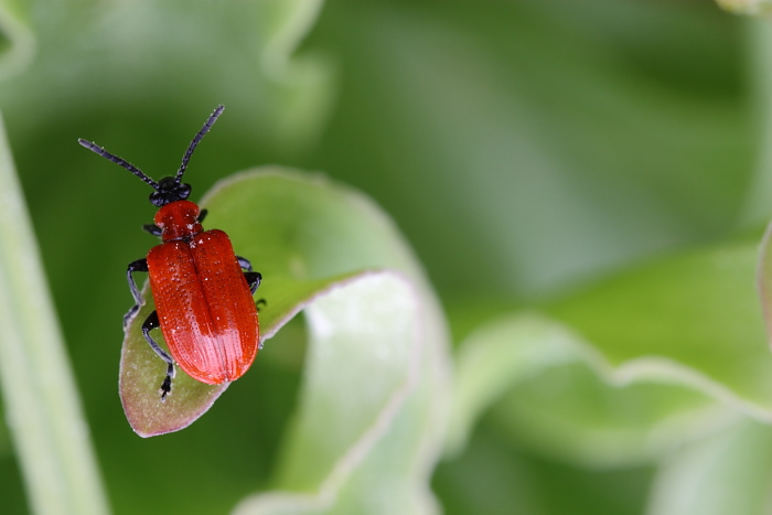 Lilioceris lilii