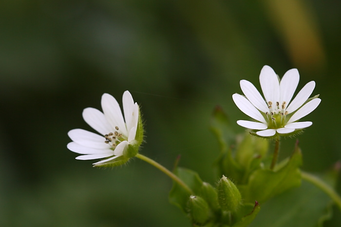 Stellaria sp