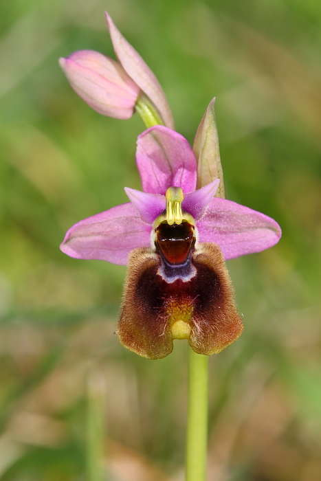 Ophrys tenthredinifera