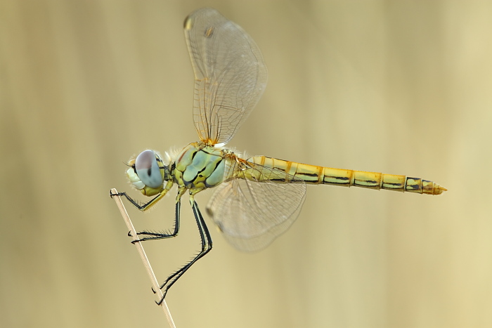 Sympetrum fonscolombii e Lestes barbarus