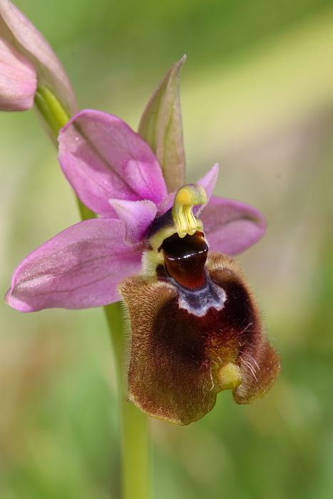 Ophrys tenthredinifera