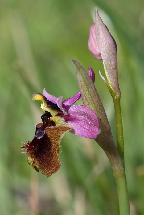 Ophrys tenthredinifera