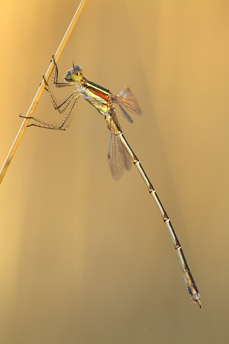 Sympetrum fonscolombii e Lestes barbarus