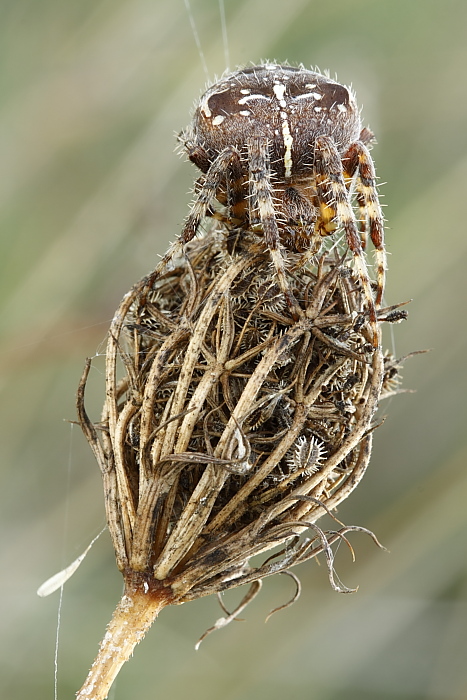 Araneus diadematus