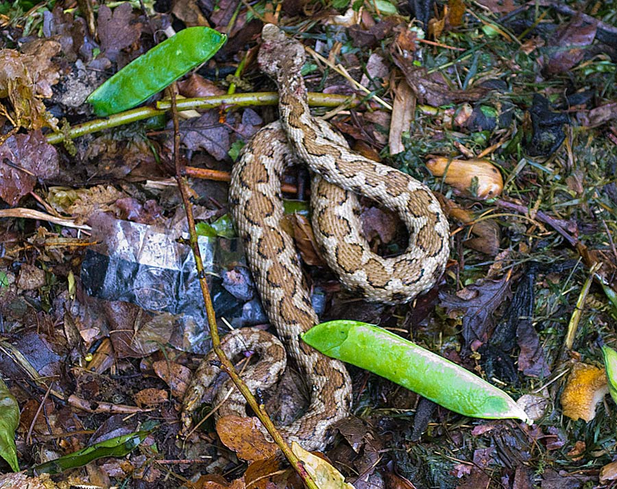 Serpente da identificare, presunta vipera