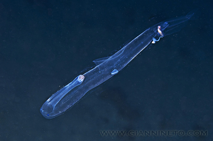 Pterotrachea sp. - Spiaggia  S. Giusta Castiadas CA