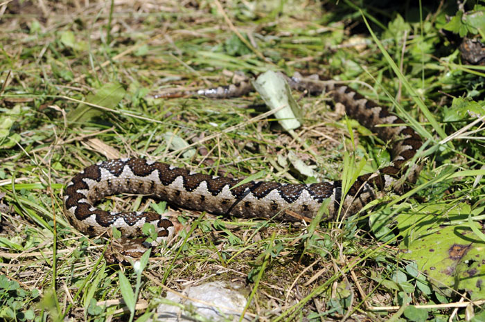 Vipera ammodytes