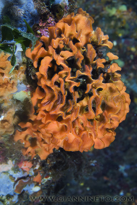 Pentapora fascialis