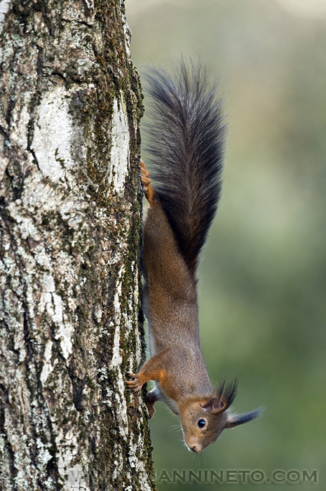 Scoiattolo, Sciurus vulgaris - Dozza (BO)