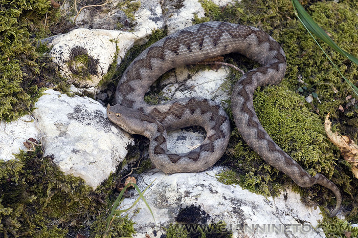 Vipera ammodytes