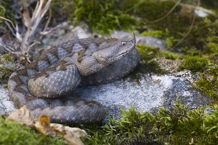 Vipera ammodytes