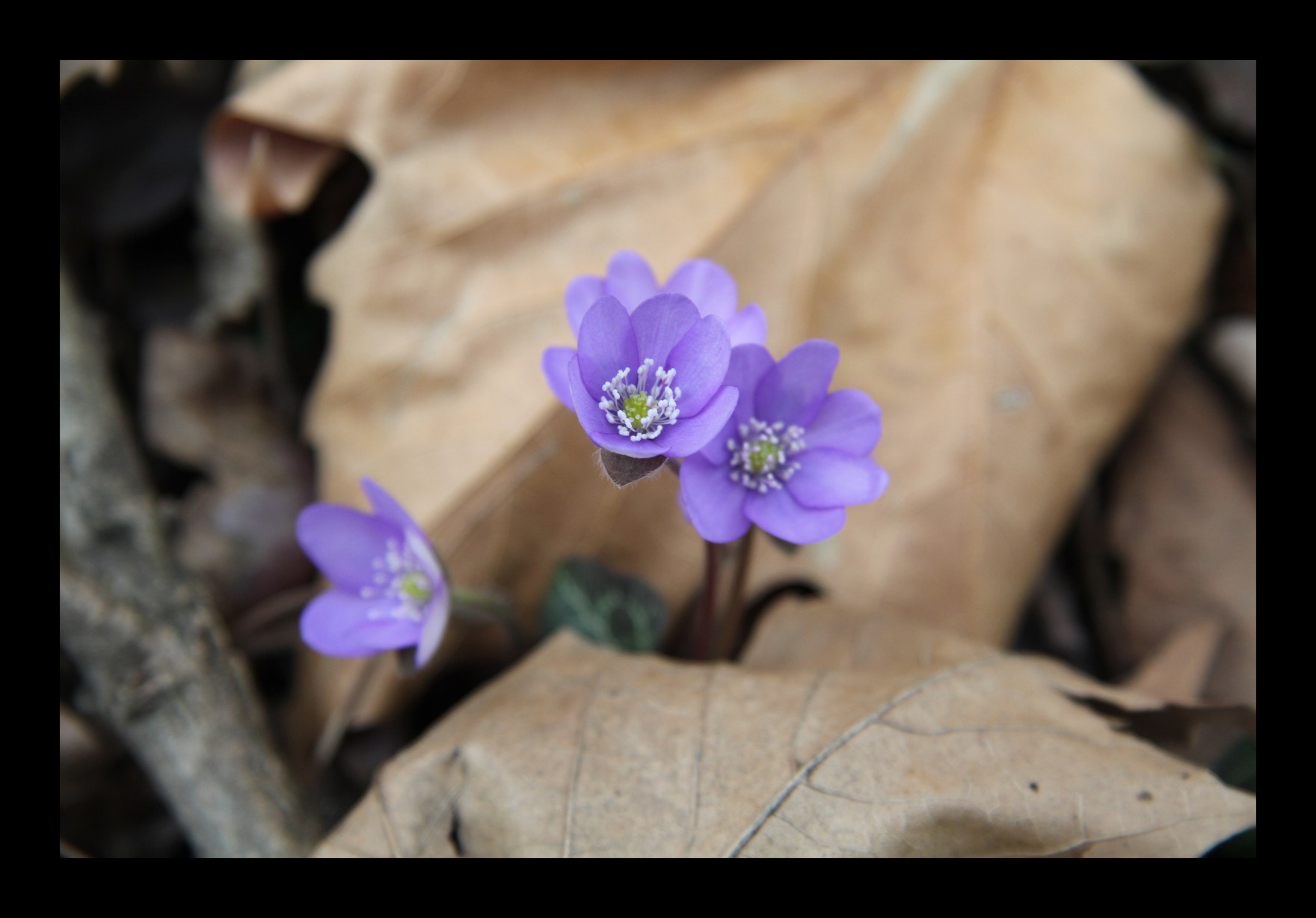 Hepatica nobilis