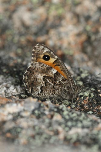 Hipparchia (Parahipparchia) aristaeus della Sardegna