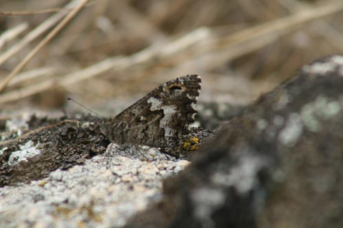 Hipparchia (Parahipparchia) aristaeus della Sardegna