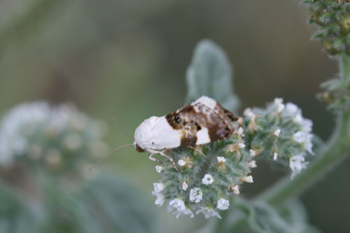 Falena da identificare. - Acontia (Acontia) lucida