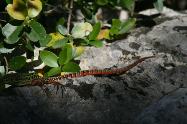 Lucertola campestre