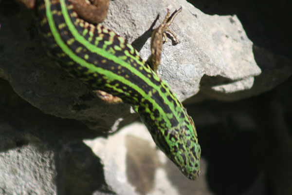 Lucertola campestre