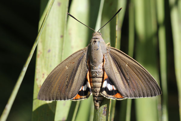 bellissima falena