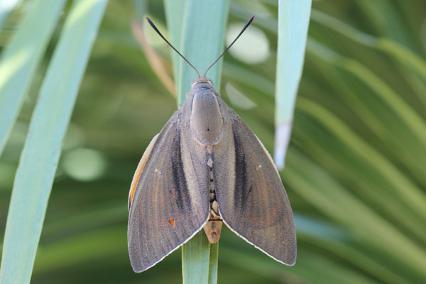 bellissima falena