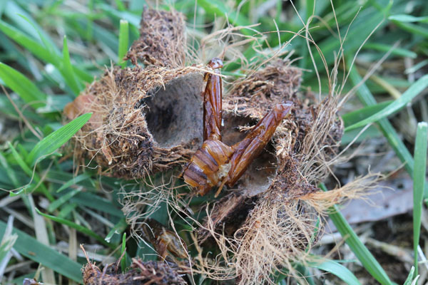 bellissima falena