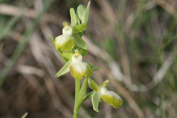 Ophrys albina