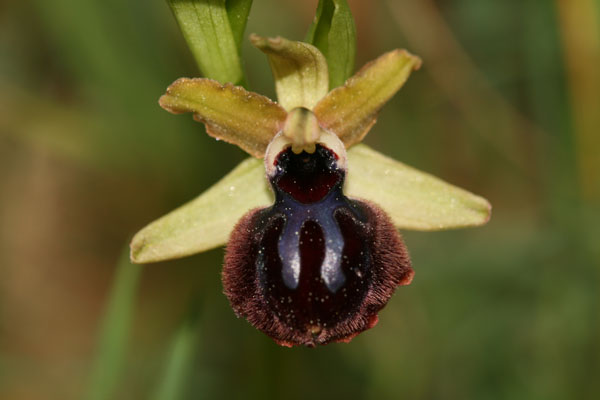 Ophrys