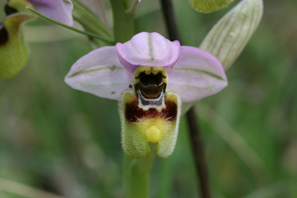 Ophrys tenthredinifera