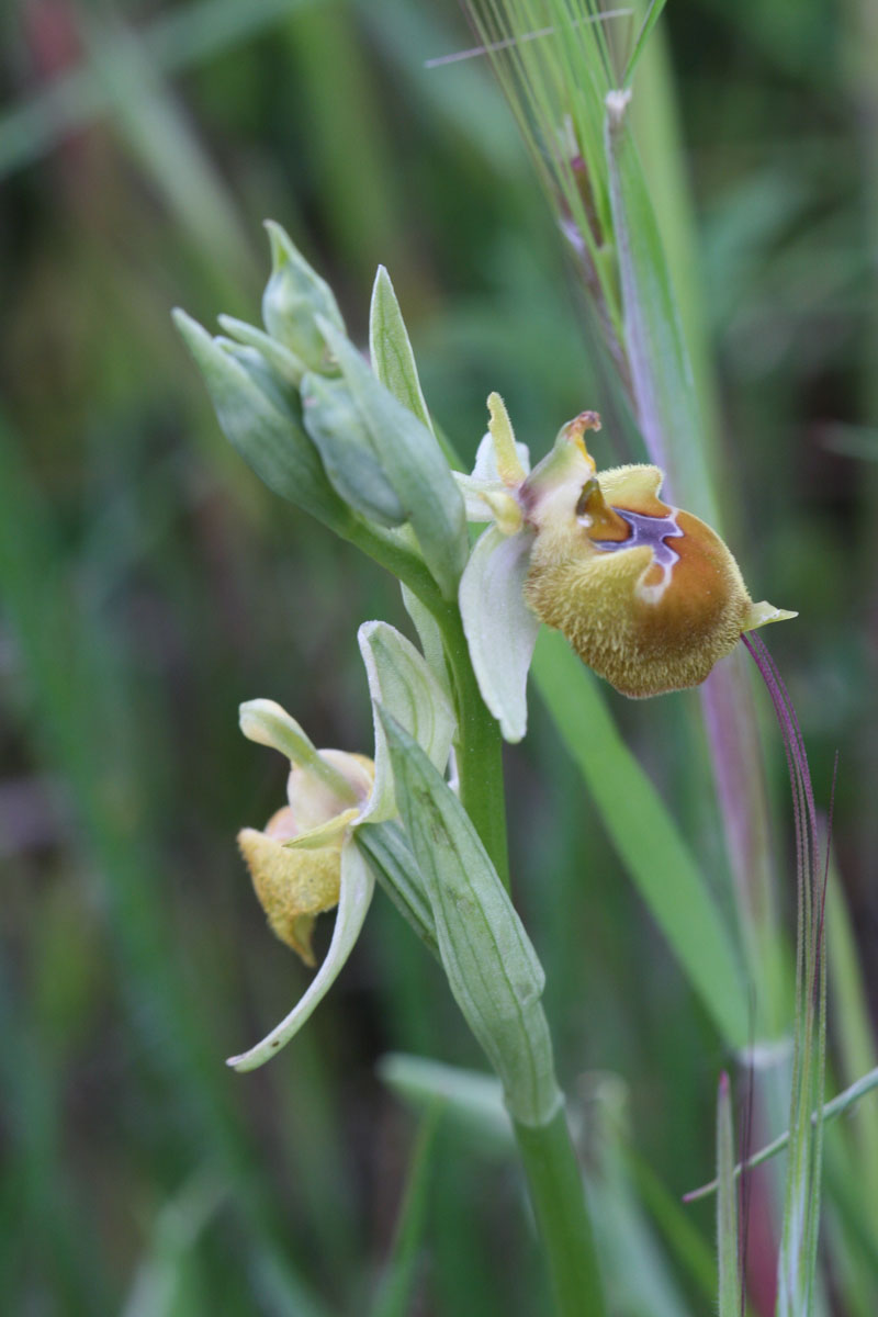 Ophrys parvimaculata