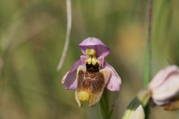 questa e bellissima ibrido bombyliflora tenthredinifera.