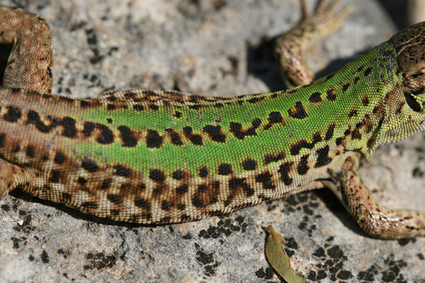 Dorso lucertola campestre