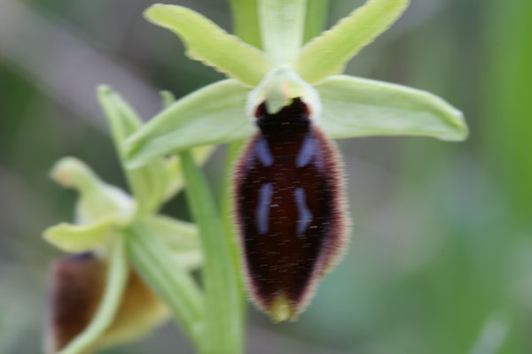 Ophrys tarentina