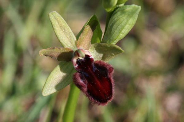 Ophrys..