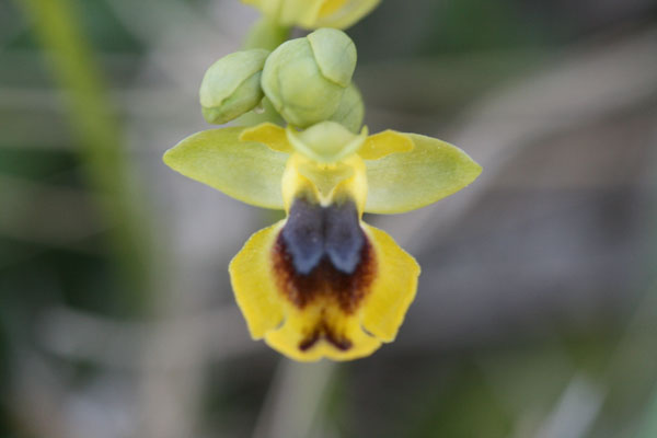 Ophrys..
