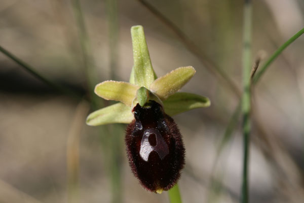 Che Ophrys.