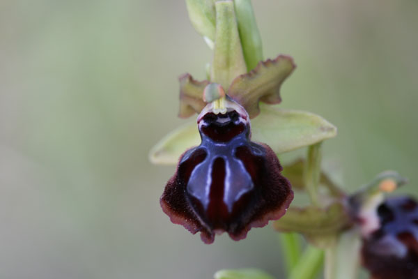 Ophrys...