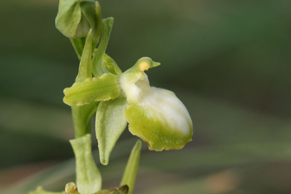 Ophrys albina