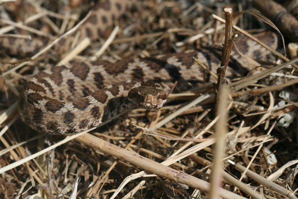 Vipera.