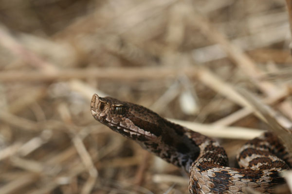 Vipera.