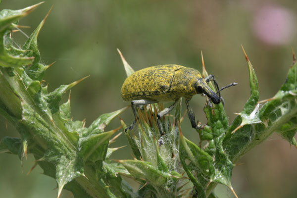 Larinus sp. su cardo