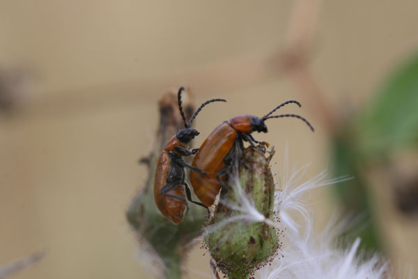 Accoppiamento di Exosoma lusitanicum (Chrysomelidae)