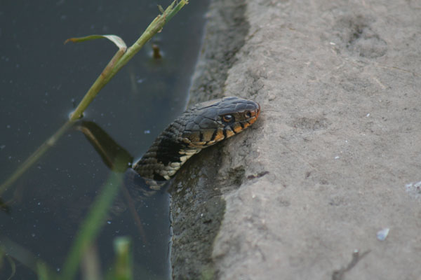 Natrix natrix