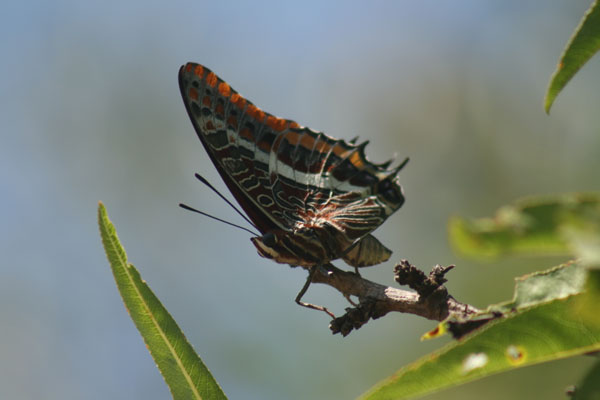 Charaxes jasius