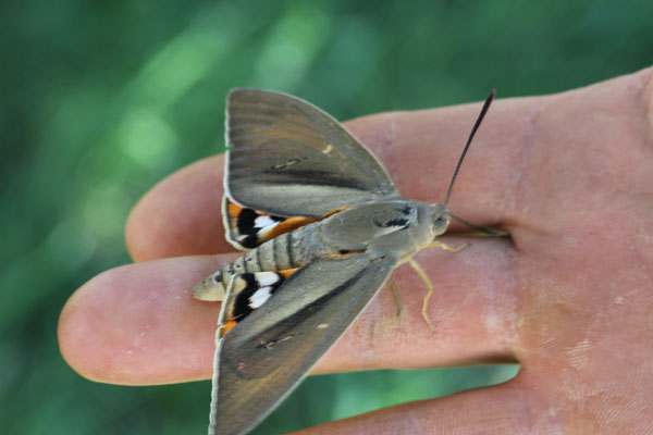 bellissima falena