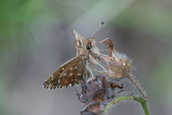 Farfalle della sardegna