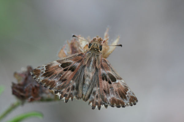 Farfalle della sardegna