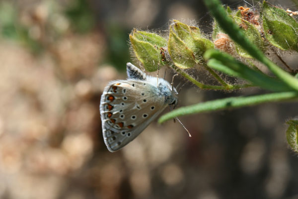 Farfalle della sardegna