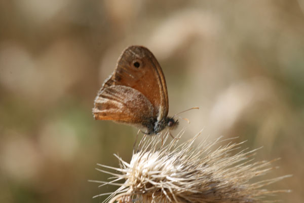 Farfalle della sardegna